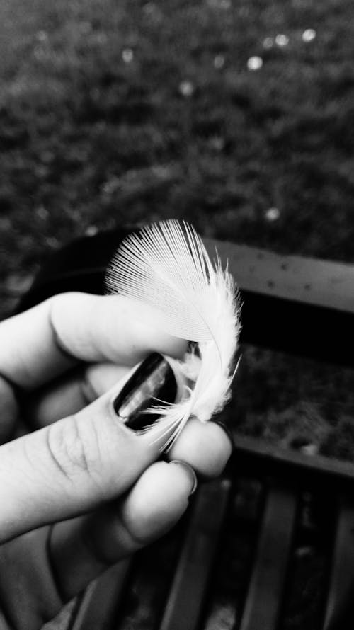 Free Grayscale Photography of Person Holding Feather Stock Photo