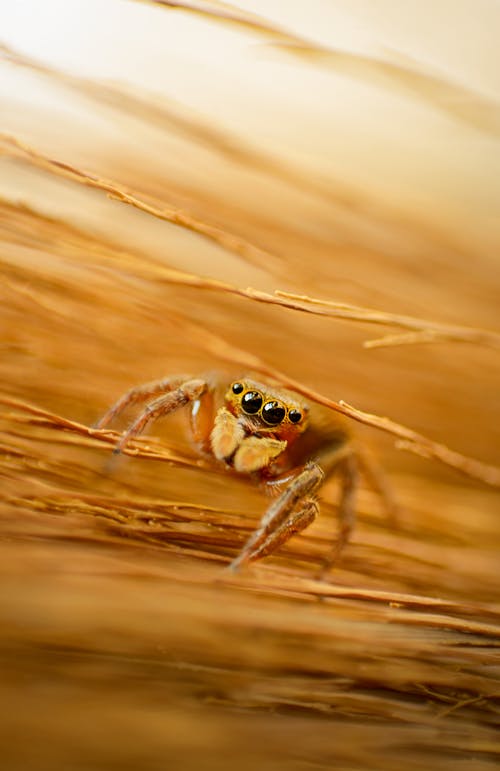 Macro Photography of a Spider