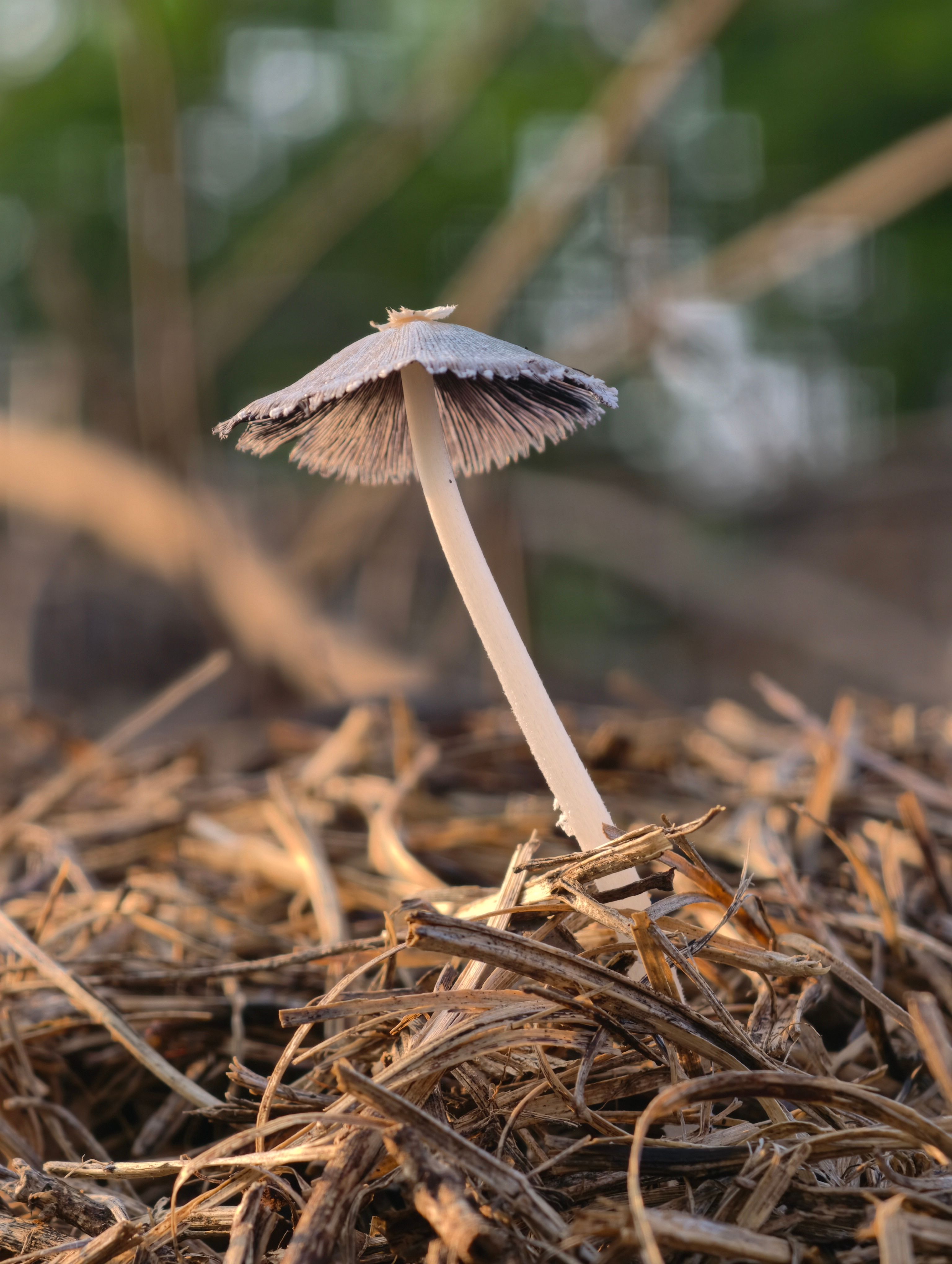 Close-up of a wild mushroom growing on mulch in Nagka, GJ, India, outdoors.