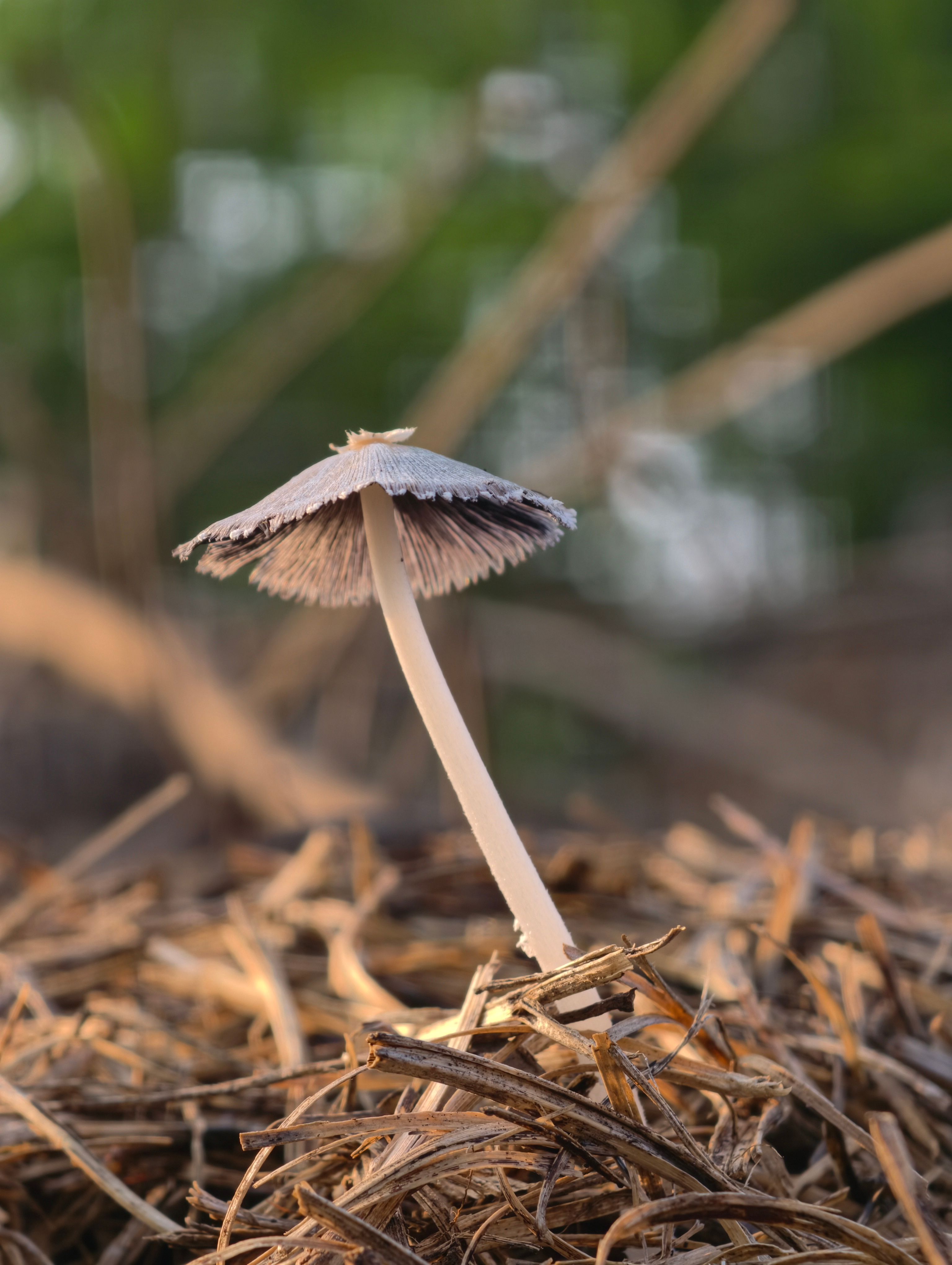 Detailed view of a mushroom growing amidst dried vegetation, showcasing nature's beauty.