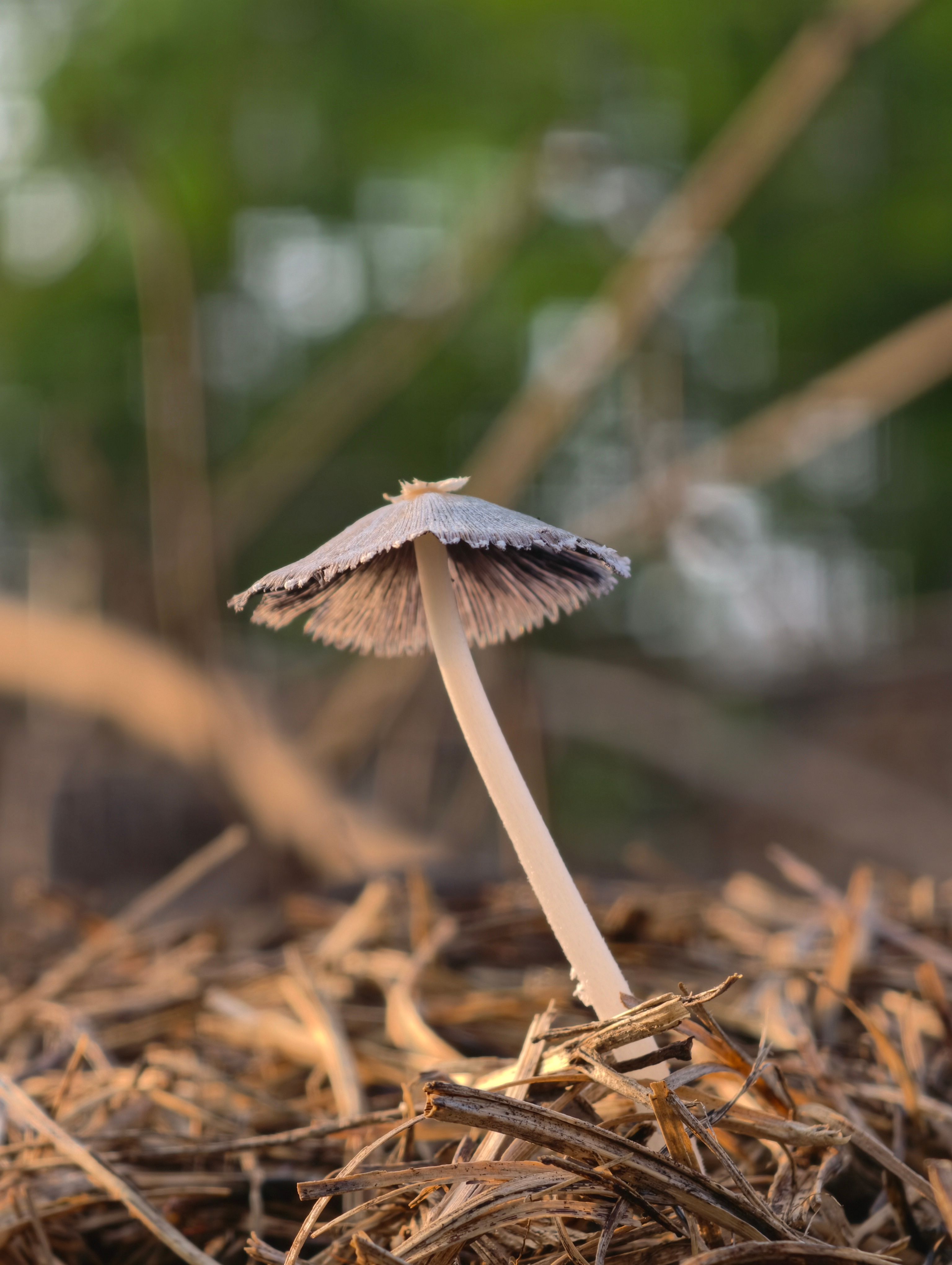 Close-up of a delicate mushroom in a lush outdoor setting, capturing nature's simplicity.