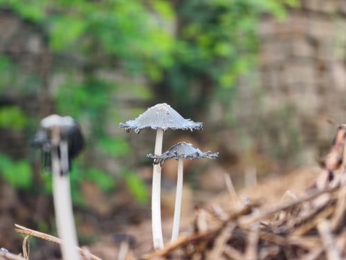 Free Capture of fragile mushrooms in an Indian forest, showcasing nature's intricate beauty. Stock Photo