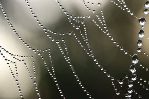 Free Macro shot showcasing dew droplets delicately suspended on a spider web, highlighting nature's beauty. Stock Photo