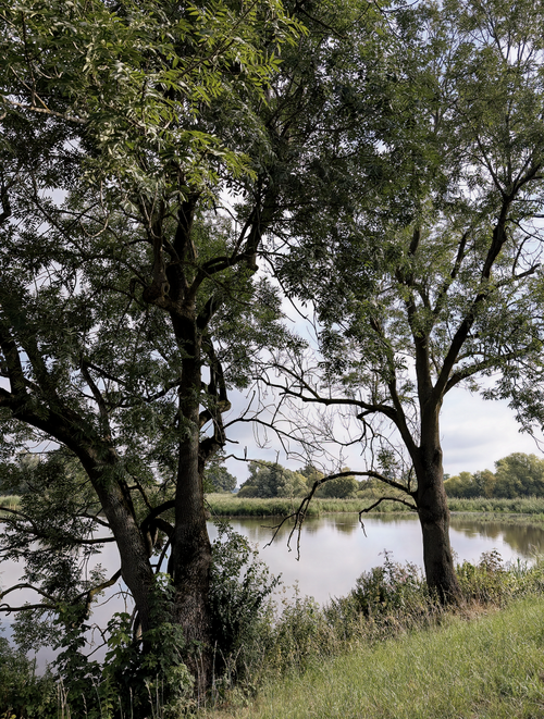 Free Lush green trees by a calm river create a peaceful summer scene. Stock Photo