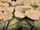 cabbage