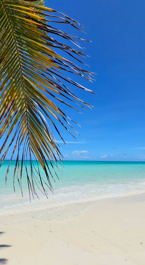 Free Stunning tropical beach scene with palm leaves, turquoise water, and clear blue sky Stock Photo