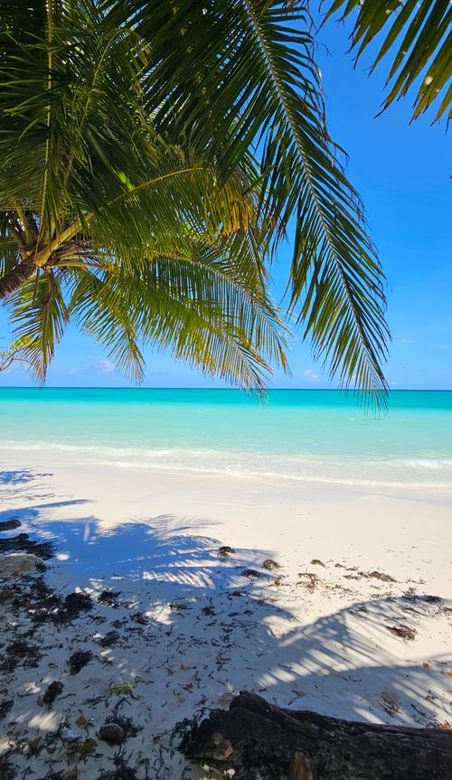 Free Stunning view of a tropical beach with palm trees, white sand, and turquoise sea under a bright blue sky. Stock Photo