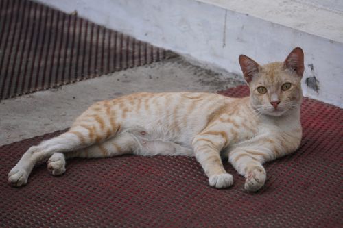 Free A ginger tabby cat comfortably lounging on a red mat outdoors. Ideal for pet and animal photography content. Stock Photo