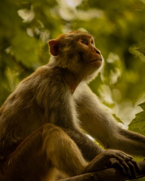 Free Close-up of a Rhesus Macaque perched among green foliage in a natural setting Stock Photo
