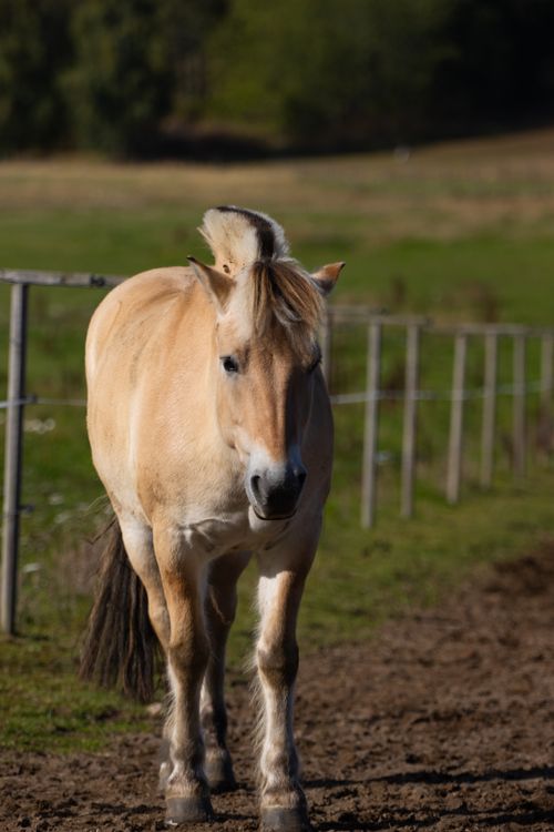 Free A beautiful Fjord horse strolling through a picturesque field in Jönköping, Sweden. Stock Photo