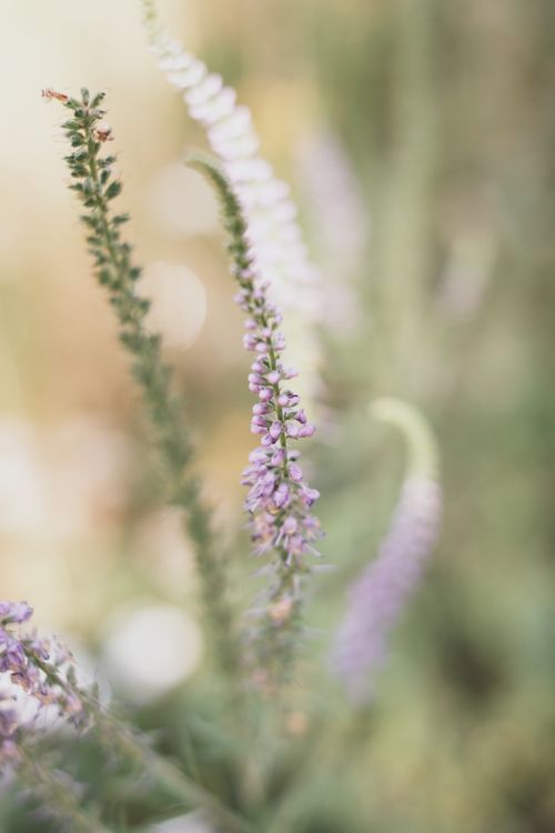 Free Captivating close-up of purple wildflowers in natural light, showcasing delicate and vibrant petals. Stock Photo