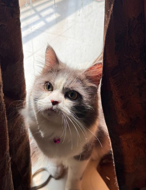 Free A fluffy longhaired cat with white and gray fur sits curiously by a sunlit window. Stock Photo