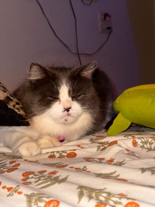 Free Fluffy Persian cat with striking fur, peacefully resting indoors on a patterned bed, creating a cozy scene. Stock Photo