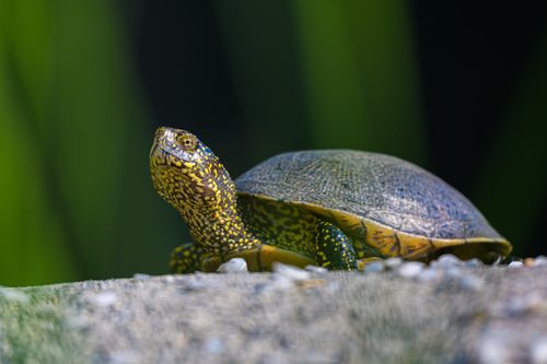 Free Detailed image of a European Pond Turtle (Emys orbicularis) basking on a rock, showing its intricate shell and vibrant skin patterns. Stock Photo
