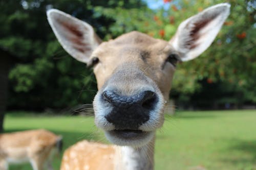 Close Up Photography of Brown Animal