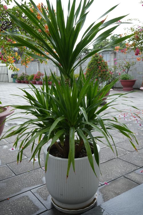 Free A healthy yucca plant in a large white pot outdoors, surrounded by colorful garden flowers. Stock Photo