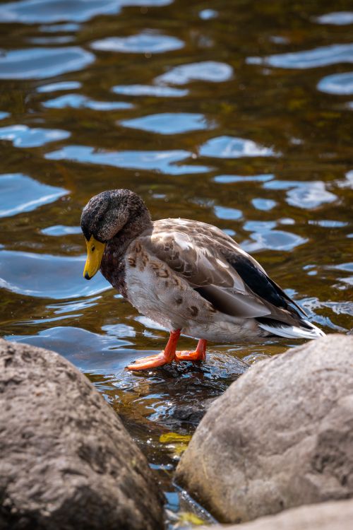 Free A mallard duck standing by the water's edge on rocks. Captured outdoors in Rīga, Latvija. Stock Photo