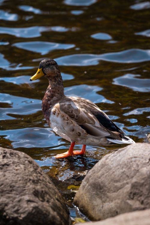 Free Mallard duck standing on a rocky shore at a lake in Riga, Latvia. Stock Photo