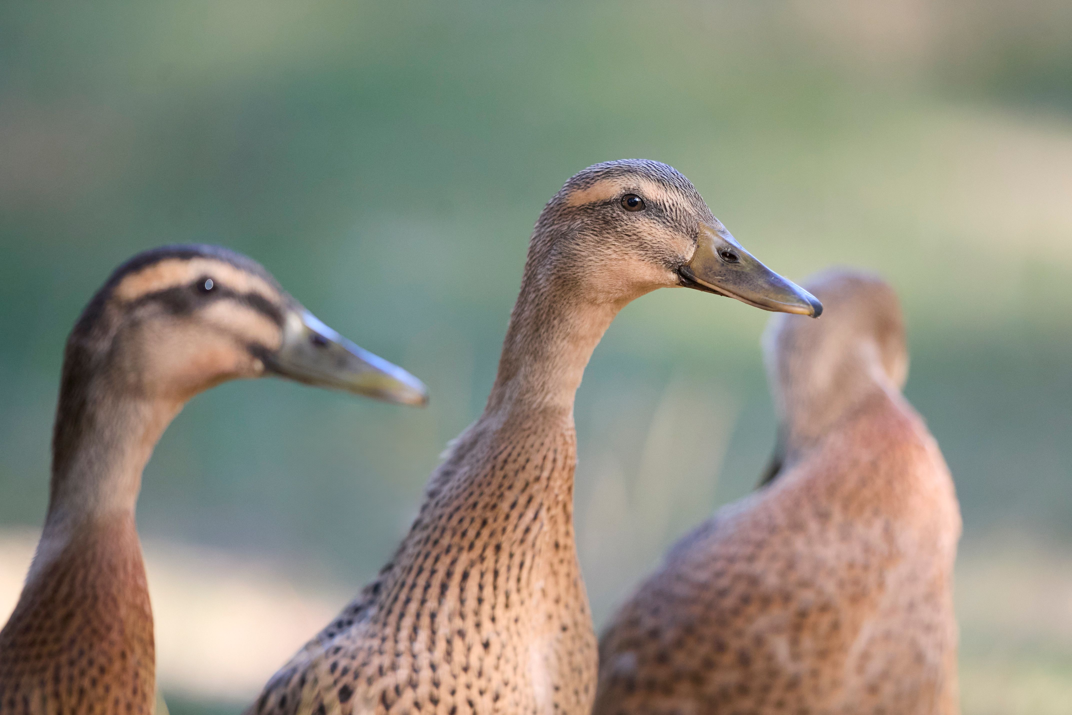 Three Blue Ducks Nominated for First Major Good Food Guide Award