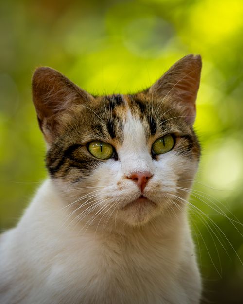 Free Vivid close-up of a domestic cat with green eyes against a natural background. Stock Photo
