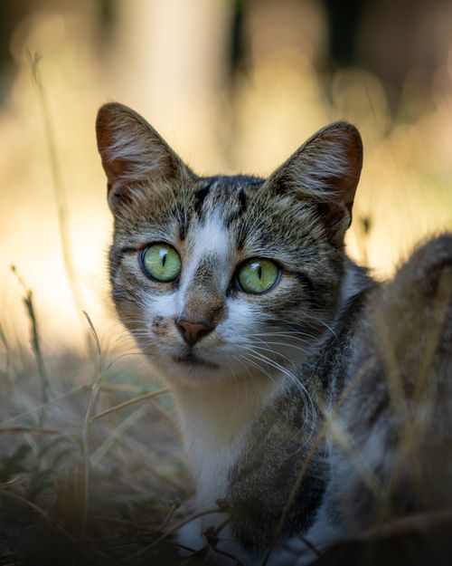 Free A high-resolution close-up of a domestic cat with striking green eyes. Stock Photo