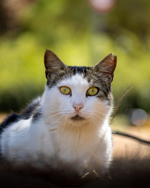 Free Close-up portrait of a white and tabby cat outdoors with lush green background. Stock Photo