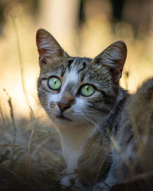 Free A detailed, close-up portrait of a green-eyed cat lying in the grass outdoors. Stock Photo