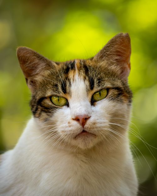 Free Vibrant outdoor portrait of a calico cat with striking green eyes. Stock Photo