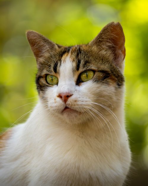 Free A detailed portrait of a calico cat with striking green eyes in a natural setting. Stock Photo