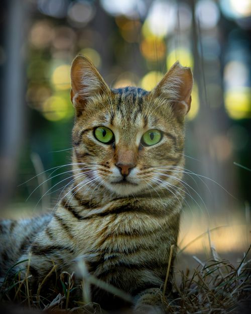 Free Close-up of a Bengal cat with striking green eyes relaxing outdoors on a sunny day. Stock Photo