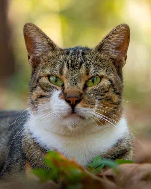 Free Detailed close-up of a tabby domestic cat with green eyes, captured outdoors. Stock Photo
