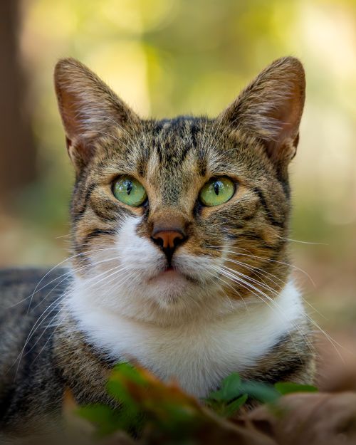 Free Portrait of a tabby cat with green eyes in a natural outdoor setting. Stock Photo