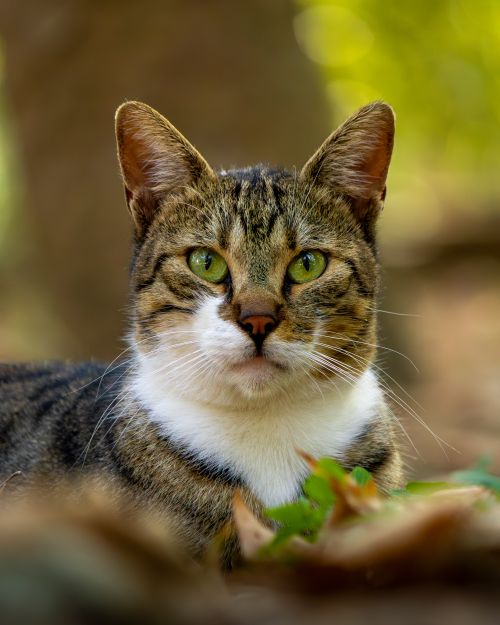 Free A detailed portrait of a tabby cat with vibrant green eyes in a natural outdoor setting. Stock Photo