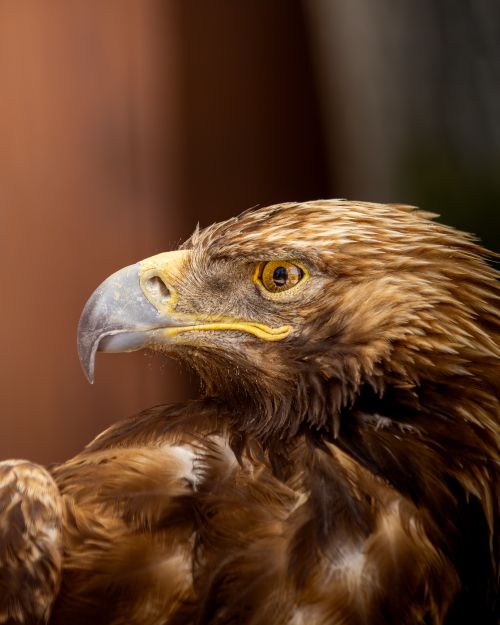 Free Close-up of a majestic golden eagle with sharp beak and intense gaze, showcasing its intricate plumage. Stock Photo