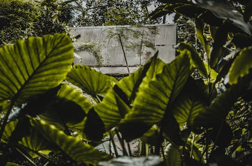 Imagine de stoc gratuită din cocioabă, junglă, verde