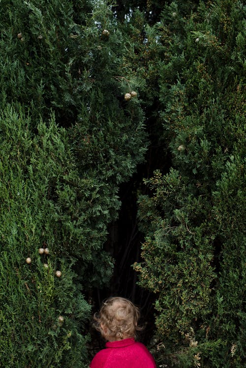 Back view of anonymous little toddler kid in casual wear standing alone at narrow pathway of green garden labyrinth during daytime