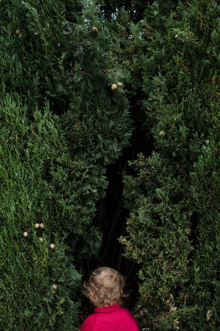 Unrecognizable Child In Red Cloth Walking Inside Evergreen Maze