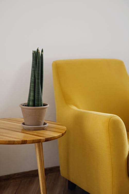 Free Creative composition of comfortable yellow armchair with soft cushion and round wooden table with green home plant in pot against white wall in light apartment or flat with wooden floor Stock Photo