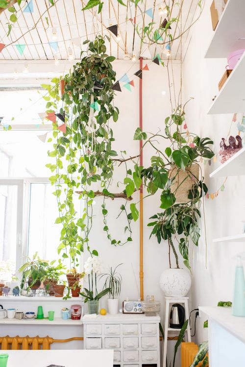 Bright interior with hanging vines and indoor plants — photo by Ksenia Chernaya on Pexels