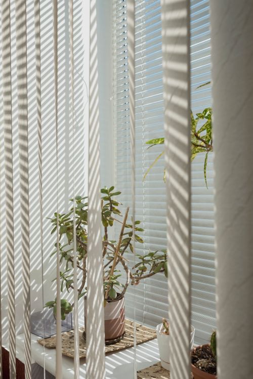 Free Indoor plants by window blinds casting shadows, creating a tranquil interior atmosphere. Stock Photo