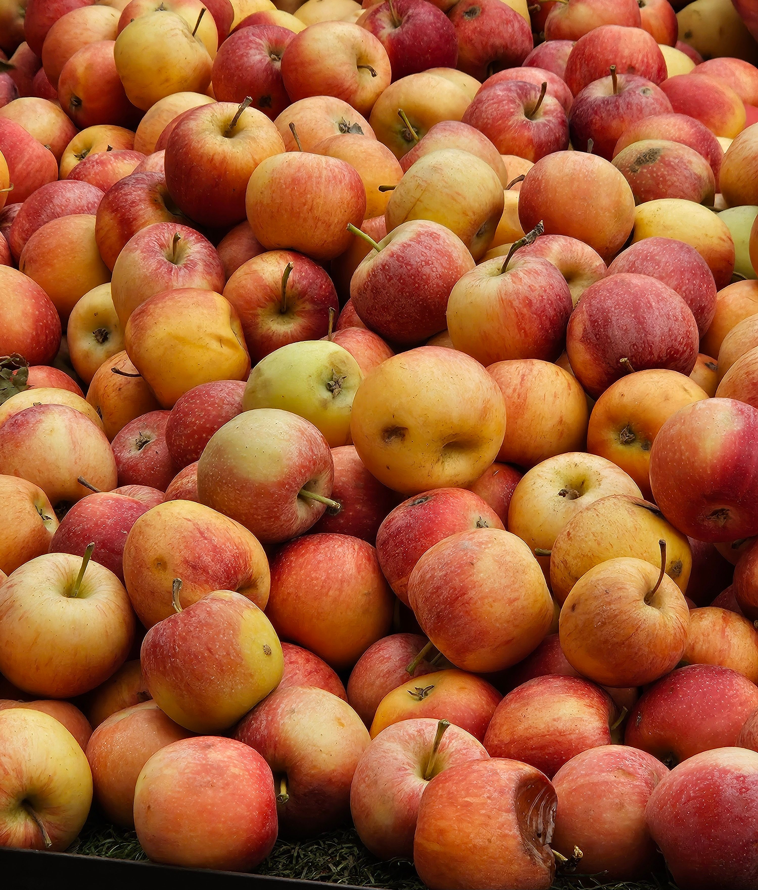 Hortifruti da Estação (kg)