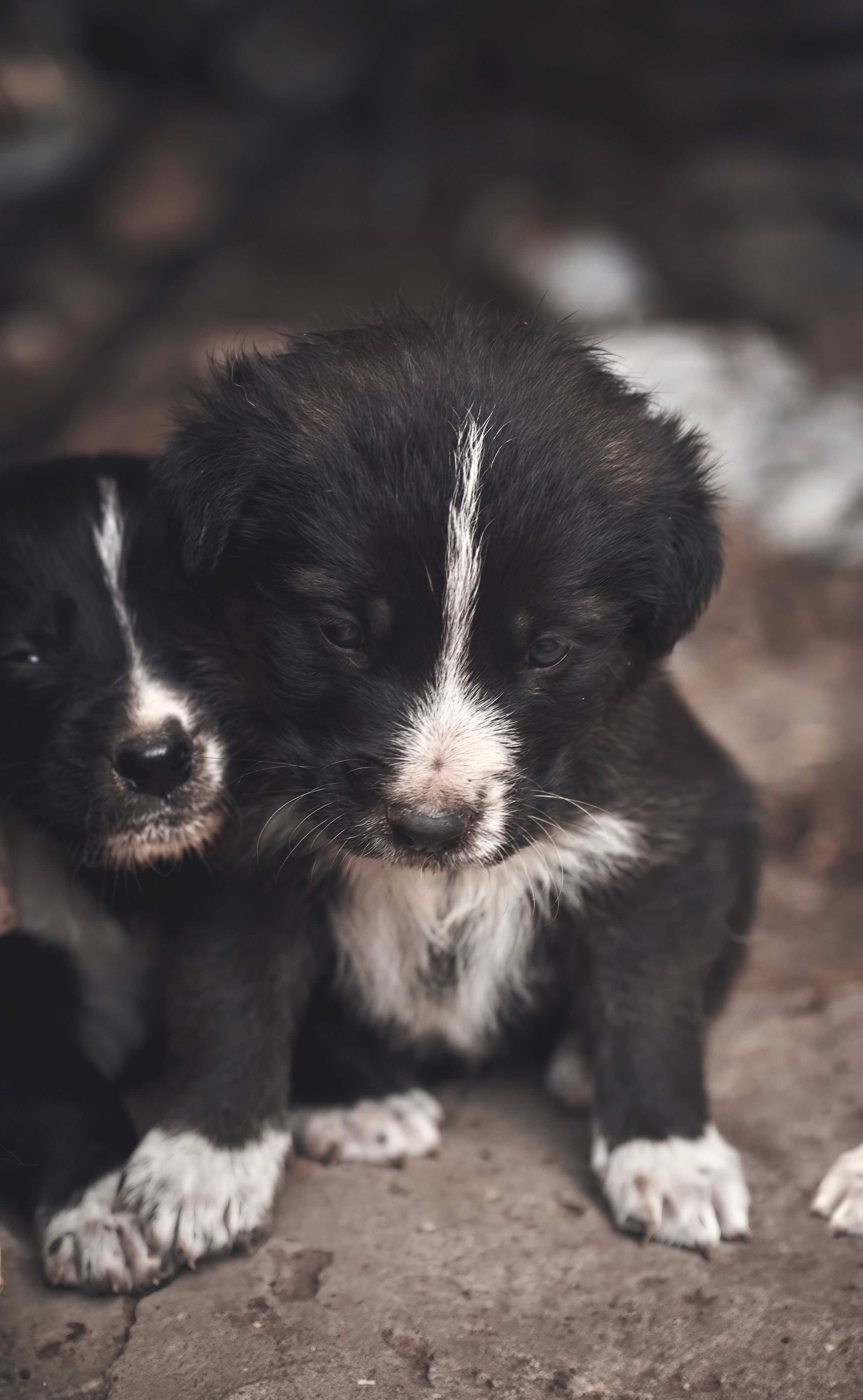 Collie Retriever mix