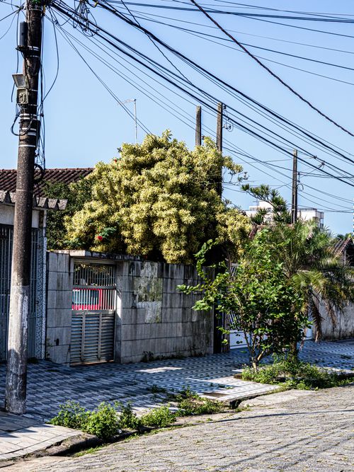 Free A picturesque suburban street scene featuring lush greenery, utility poles, and cobblestone pavement. Stock Photo