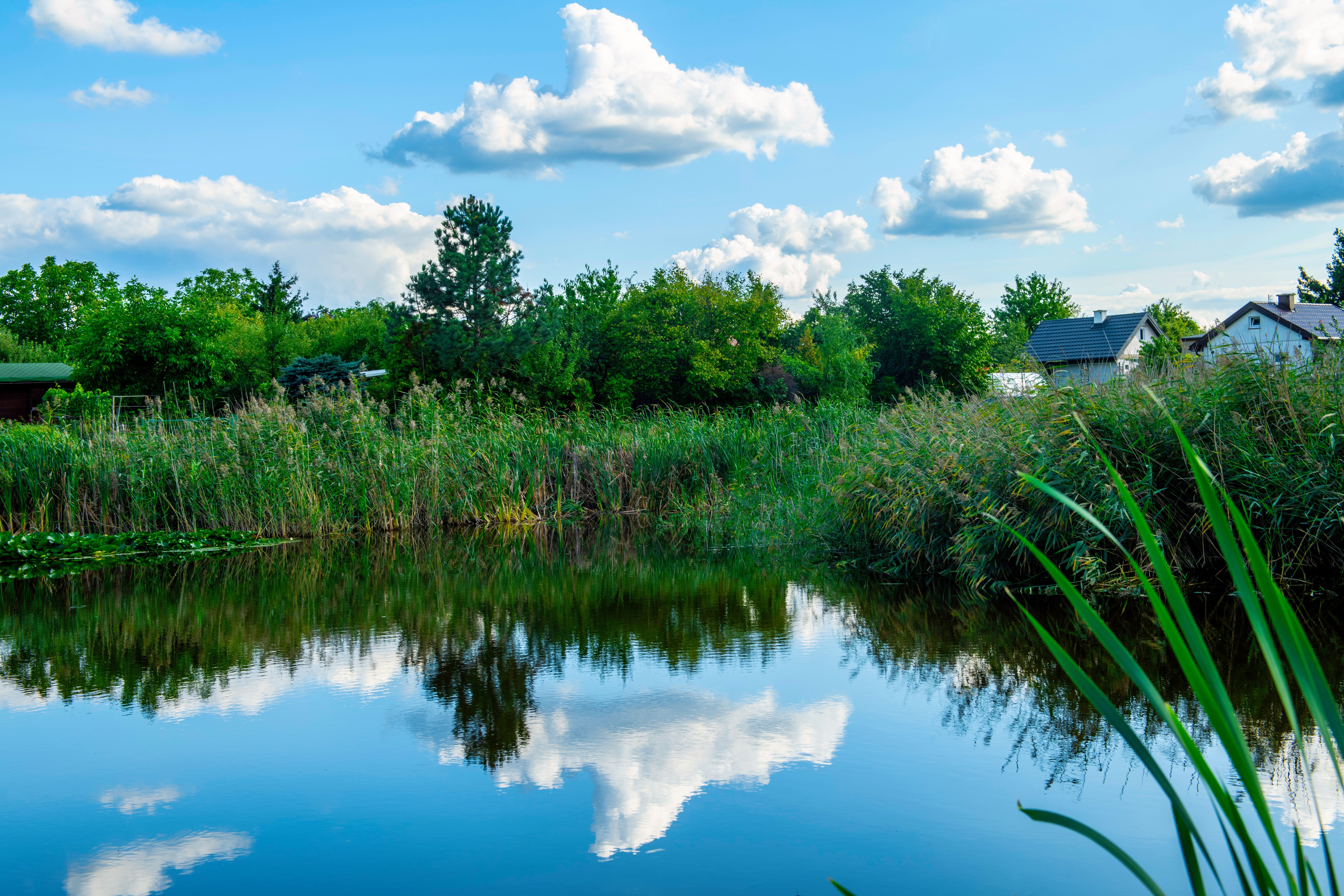 A tranquil summer scene featuring a reflective pond surrounded by lush greenery and fluffy clouds.