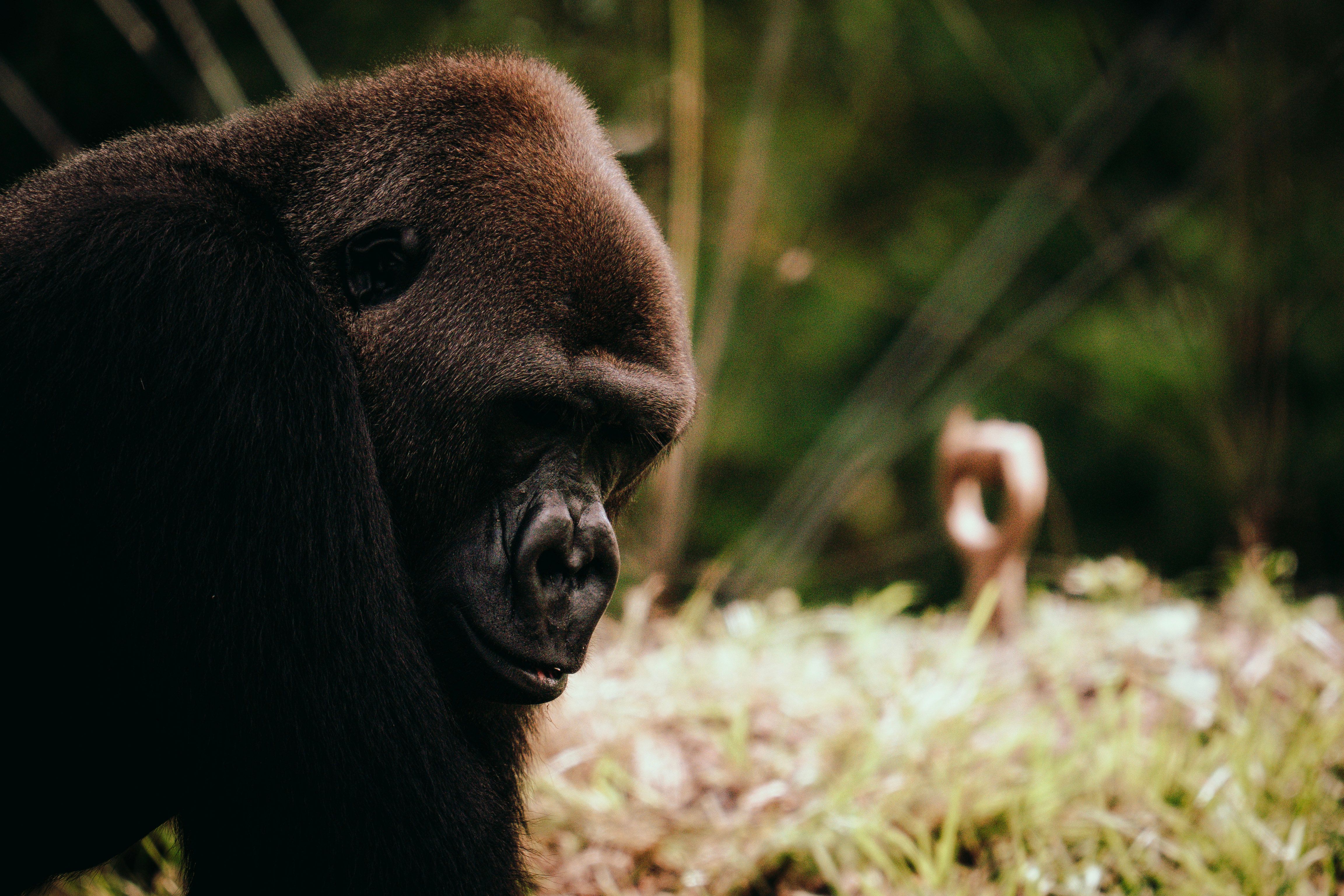 Damian Aspinall Reunites with Gorillas Djalta and Ima, Introduces Wife Victoria in Emotional Encounter