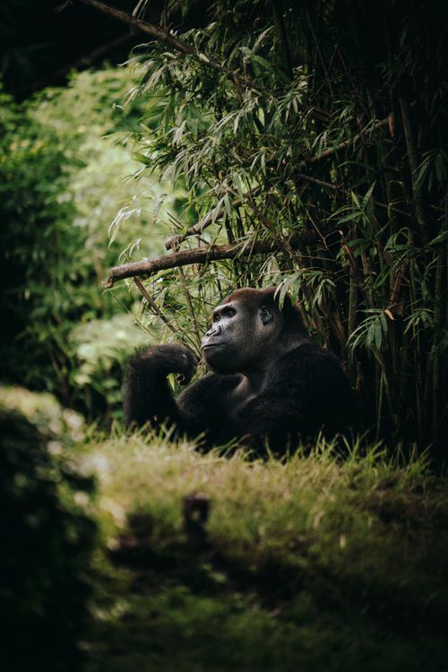 Free Majestic gorilla seated pensively amid lush bamboo, capturing serene wilderness. Stock Photo