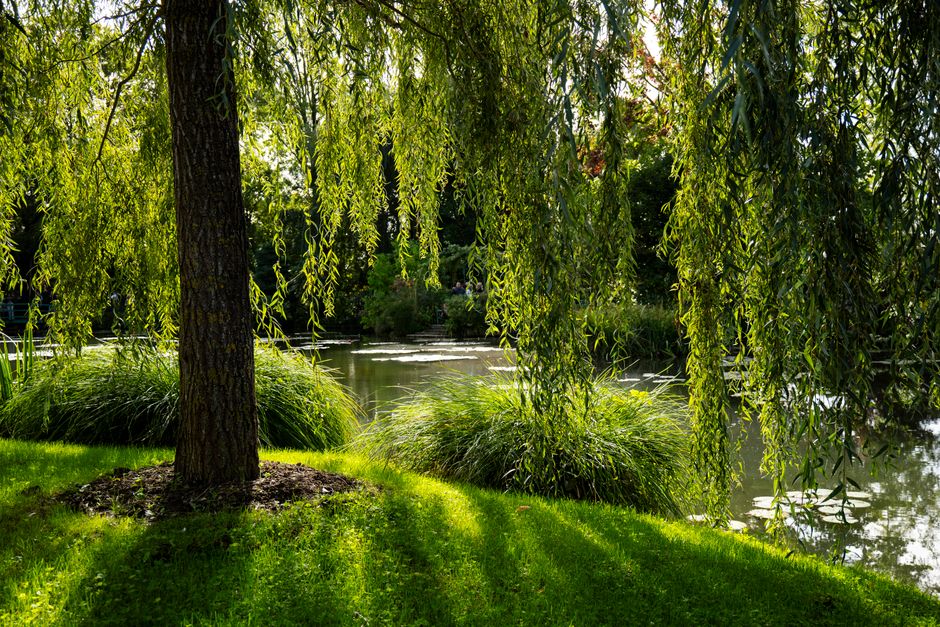 Lush green foliage surrounds a tranquil pond in Monet's Garden, Giverny, France, bathed in summer sunlight.