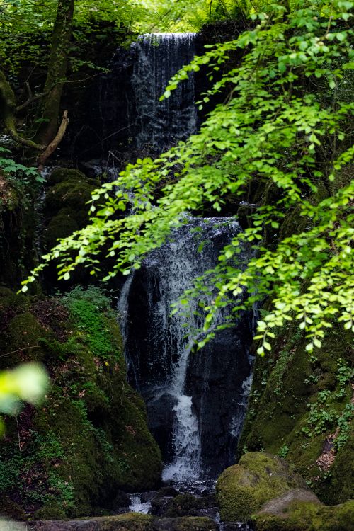 Free A tranquil waterfall surrounded by lush green foliage in a dense forest. Stock Photo