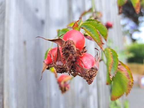 Free stock photo of berries, berry, board Stock Photo