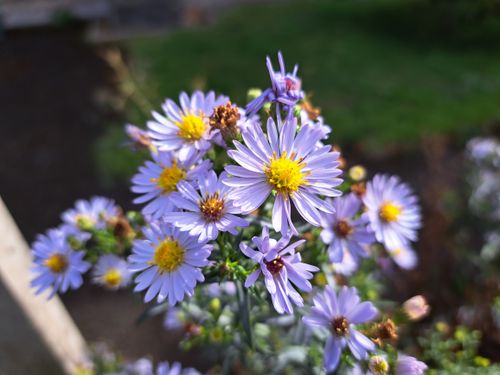 Free stock photo of blue, flower, flowers Stock Photo